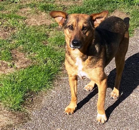 friends indeed dog rescue|Rescue .